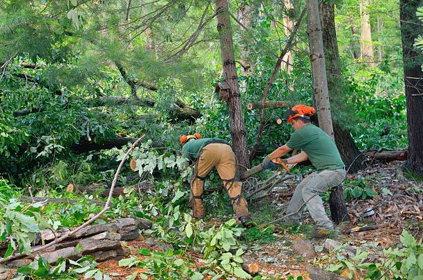 Best Root Management and Removal  in Catoosa, OK