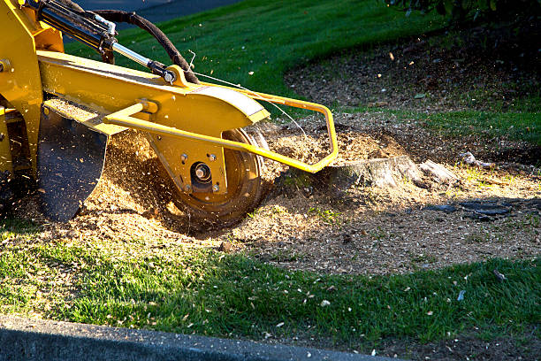 Best Lawn Dethatching  in Catoosa, OK